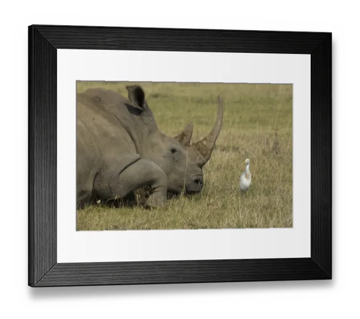 Framed Print : Cattle Egret and White Rhino Lake Nakuru Kenya Framed Print : Cattle Egret and White Rhino Lake Nakuru Kenya