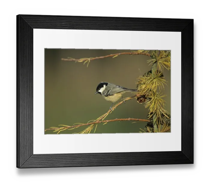 Framed Print : Coal Tit on Larch in garden UK winter Framed Print : Coal Tit on Larch in garden UK winter