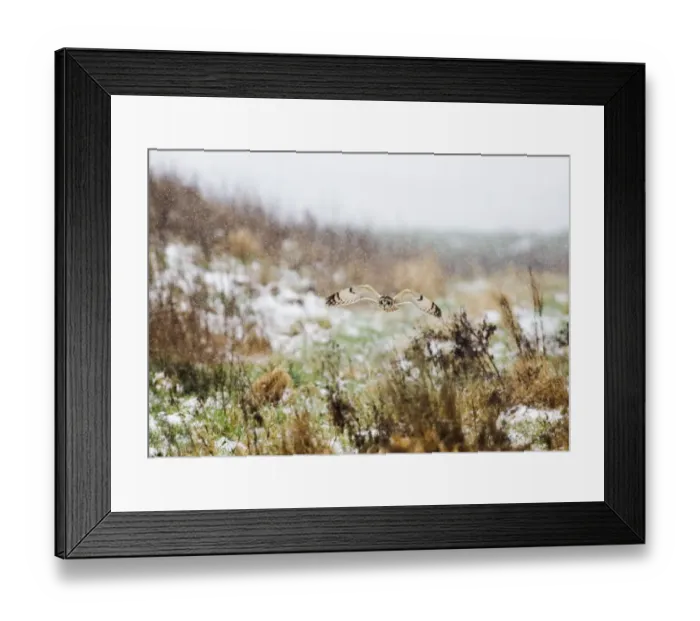 Framed Print : Short-eared Owl Asio flammeus hunting in the snow Norfolk winter Framed Print : Short-eared Owl Asio flammeus hunting in the snow Norfolk winter