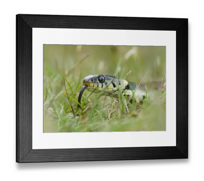 Framed Print : 02866dt. Grass Snake Norfolk summer Framed Print : 02866dt. Grass Snake Norfolk summer