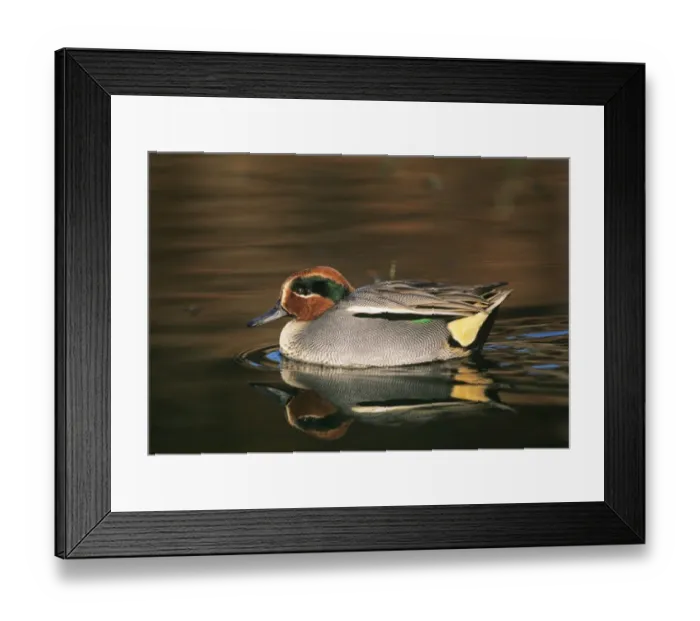Framed Print : Eurasian Teal Norfolk winter Framed Print : Eurasian Teal Norfolk winter