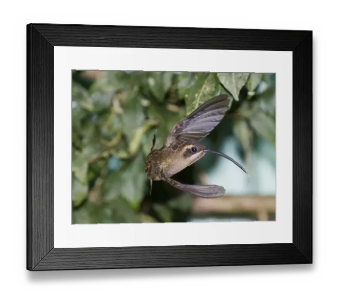 Framed Print : 02862dt. Long-tailed Hermit Phaethornis supercilosus cephalus Canopy Tower Panama Framed Print : 02862dt. Long-tailed Hermit Phaethornis supercilosus cephalus Canopy Tower Panama