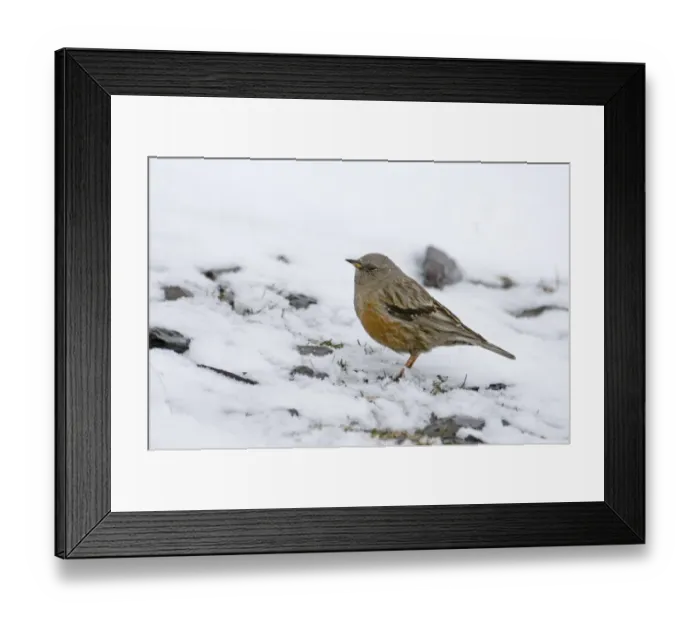 Framed Print : Alpine Accentor Prunella collaris Greater Caucasus Georgia spring Framed Print : Alpine Accentor Prunella collaris Greater Caucasus Georgia spring