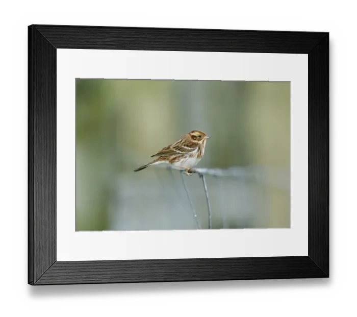 Framed Print : Rustic Bunting Emberiza rustica migrant on Fair Isle autumn