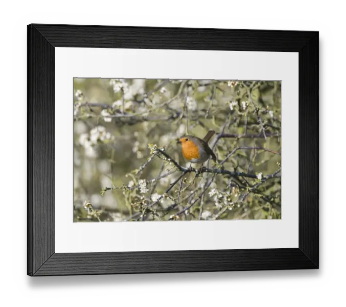 Framed Print : Robin Erithacus rubecula in flowering Buckthorn Norfolk April Framed Print : Robin Erithacus rubecula in flowering Buckthorn Norfolk April