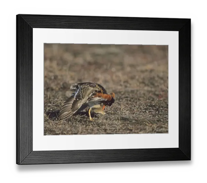 Framed Print : Ruff mating at a lek Finland May Framed Print : Ruff mating at a lek Finland May