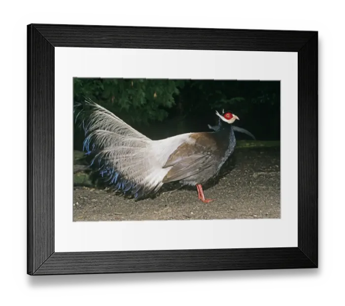 Framed Print : Brown-eared Pheasant China May (captive) Framed Print : Brown-eared Pheasant China May (captive)