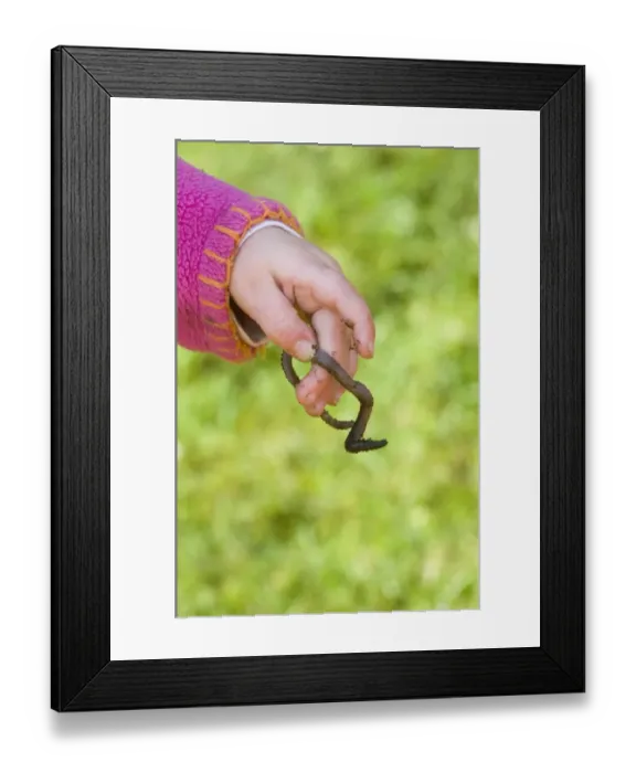 Framed Print : Toddler holding earthworm in garden Norfolk spring Framed Print : Toddler holding earthworm in garden Norfolk spring