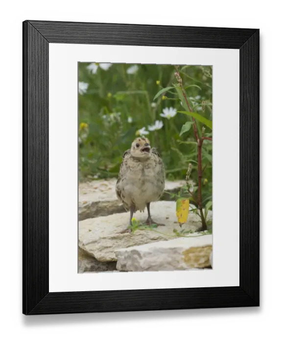 Framed Print : Pheasant Phasianus colchius poult (young) Sussex summer Framed Print : Pheasant Phasianus colchius poult (young) Sussex summer