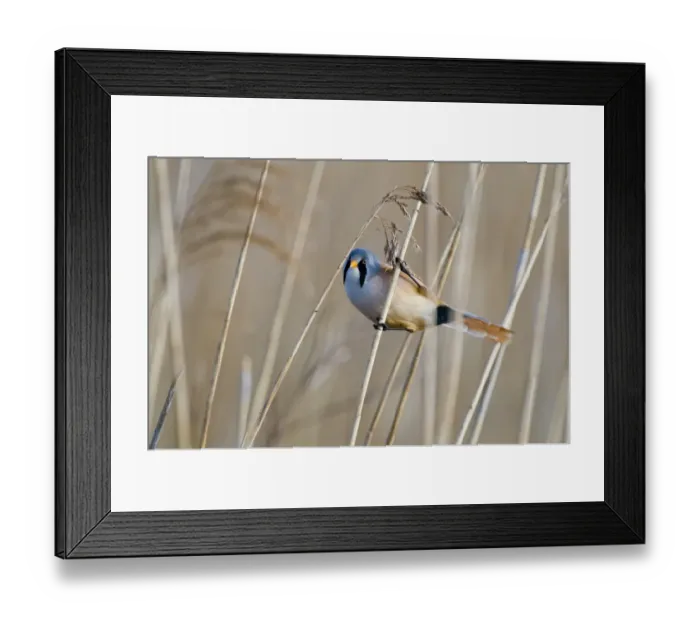 Framed Print : Bearded Tit Panurus biarmicus Titchwell RSPB Reserve Norfolk April Framed Print : Bearded Tit Panurus biarmicus Titchwell RSPB Reserve Norfolk April