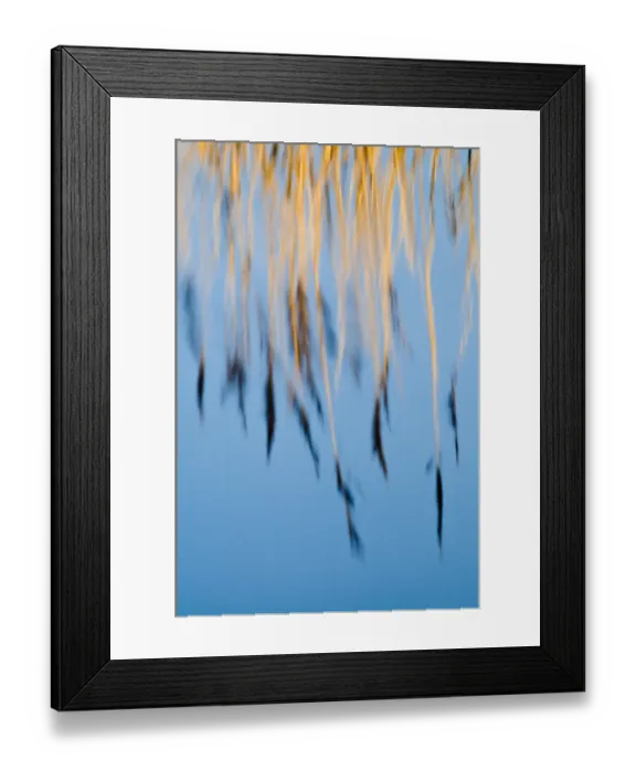 Framed Print : Reflection of phragmites reeds in pool Titchwell RSPB Reserve Norfolk winter Framed Print : Reflection of phragmites reeds in pool Titchwell RSPB Reserve Norfolk winter