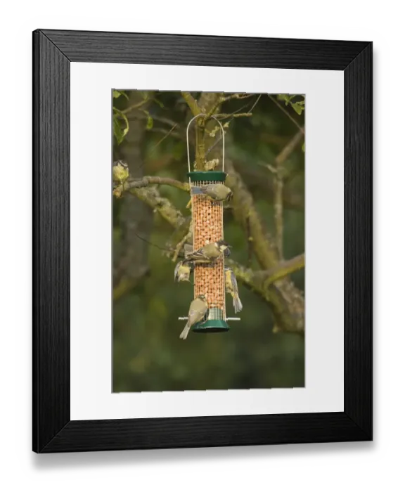 Framed Print : Great & Blue Tits on nut feeder UK Framed Print : Great & Blue Tits on nut feeder UK