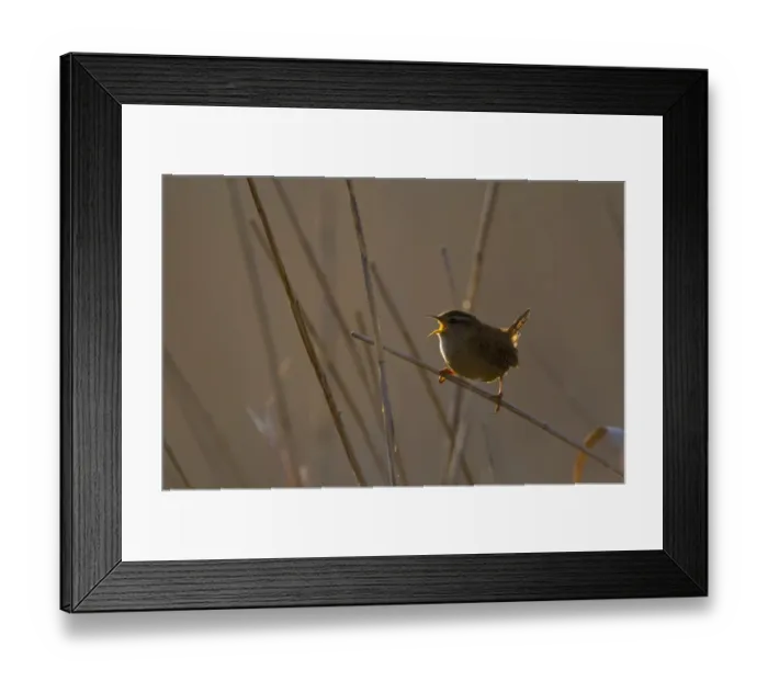 Framed Print : Wren Troglodytes troglodytes in song at dawn Norfolk April Framed Print : Wren Troglodytes troglodytes in song at dawn Norfolk April