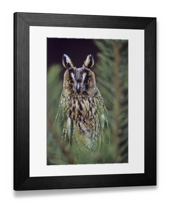Framed Print : Long-eared Owl Asio otus Scotland spring Framed Print : Long-eared Owl Asio otus Scotland spring