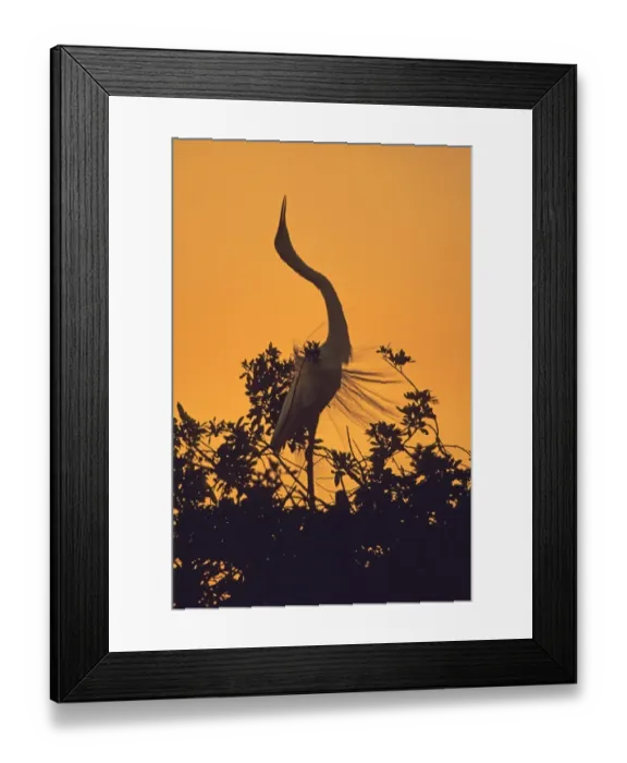 Framed Print : Great White Egret displaying at breeding colony Greece Framed Print : Great White Egret displaying at breeding colony Greece