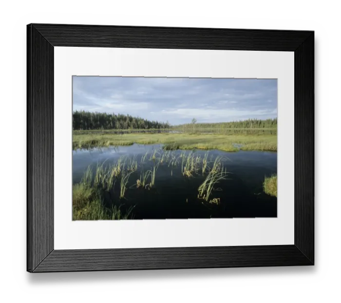 Framed Print : Bog and Pine Forest Martinselkonen on Finnish / Russian border June Framed Print : Bog and Pine Forest Martinselkonen on Finnish / Russian border June