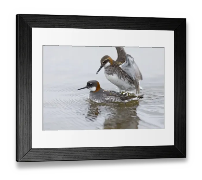 Framed Print : Red-necked Phalaropes mating Shetland June Framed Print : Red-necked Phalaropes mating Shetland June