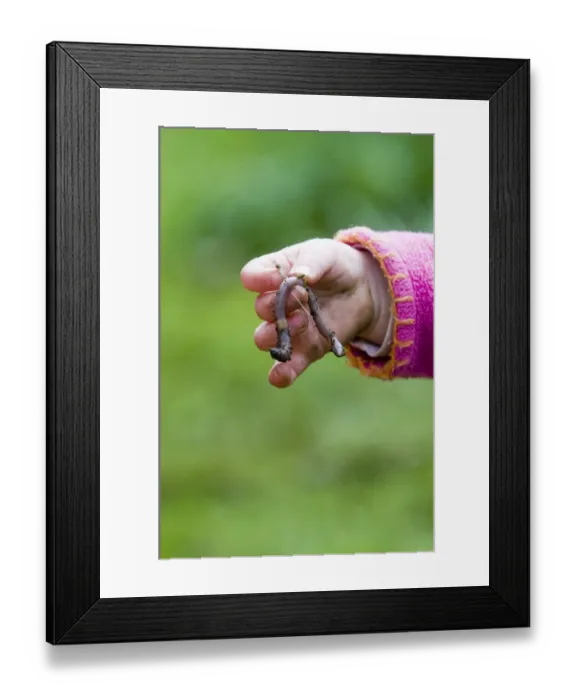 Framed Print : Toddler holding earthworm in garden Norfolk spring Framed Print : Toddler holding earthworm in garden Norfolk spring