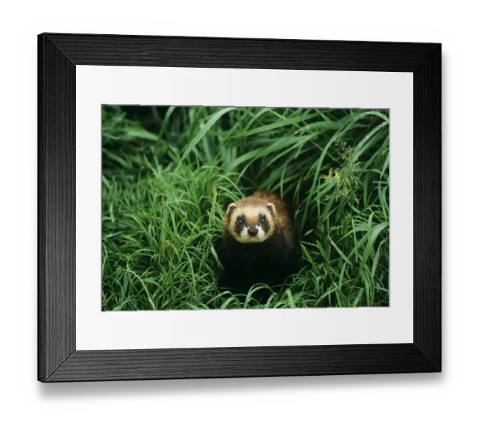 Framed Print : Western Polecat UK summer Framed Print : Western Polecat UK summer