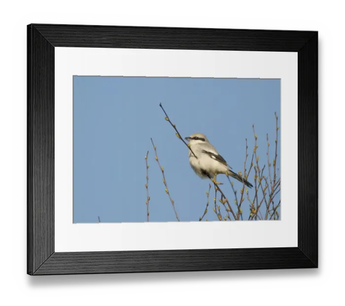 Framed Print : Great Grey Shrike Lanius excubitor Kelling Heath Norfolk April 2008 Framed Print : Great Grey Shrike Lanius excubitor Kelling Heath Norfolk April 2008