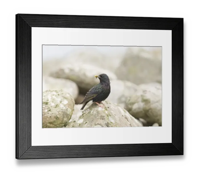 Framed Print : Starling Sturnus vulgarus with grub in bill to feed chicks UK summer Framed Print : Starling Sturnus vulgarus with grub in bill to feed chicks UK summer