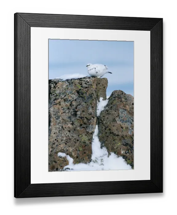 Framed Print : Ptarmigan in winter Cairngorm Plateau Scottish Highlands January Framed Print : Ptarmigan in winter Cairngorm Plateau Scottish Highlands January