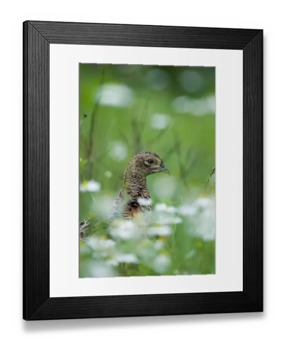 Framed Print : Pheasant Phasianus colchius female Sussex summer Framed Print : Pheasant Phasianus colchius female Sussex summer