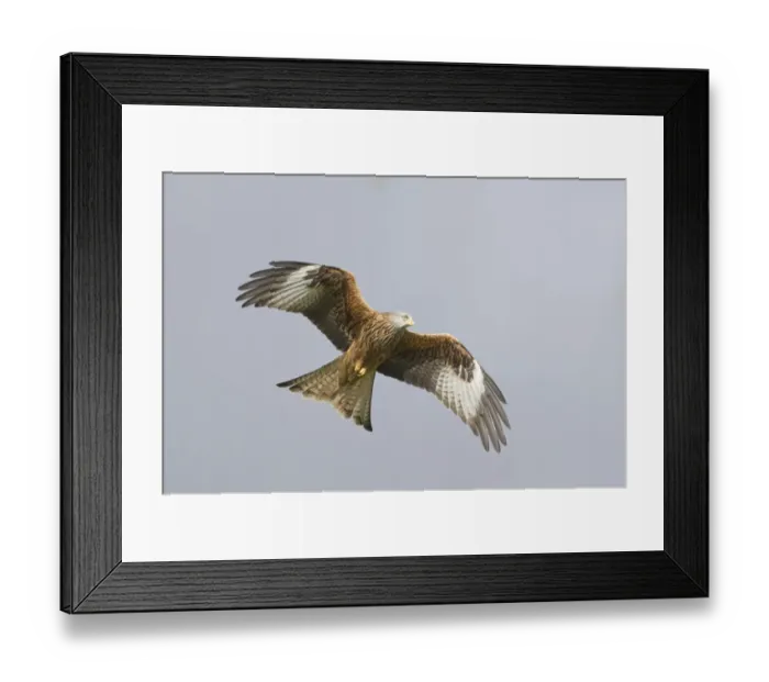 Framed Print : Red Kite Milvus milvus Mid Wales winter Framed Print : Red Kite Milvus milvus Mid Wales winter