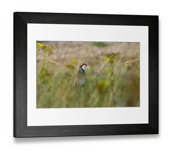 Framed Print : Red-legged Partridge Alectoris rufa in grassland Norfolk summer Framed Print : Red-legged Partridge Alectoris rufa in grassland Norfolk summer