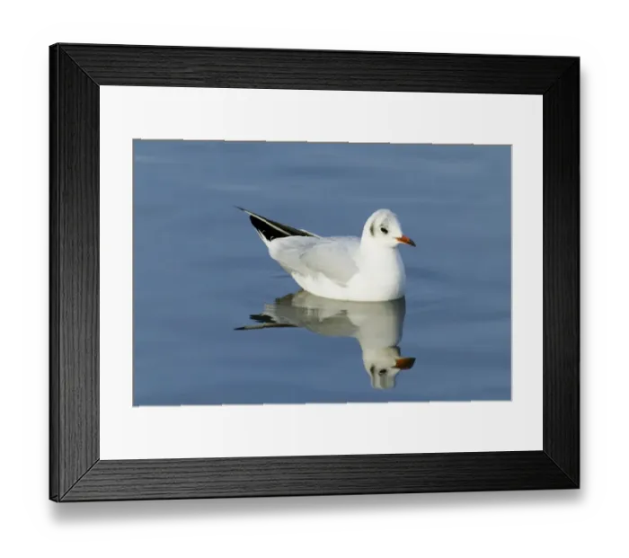 Framed Print : Black-headed Gull Larus ridibundus winter adult Norfolk Framed Print : Black-headed Gull Larus ridibundus winter adult Norfolk