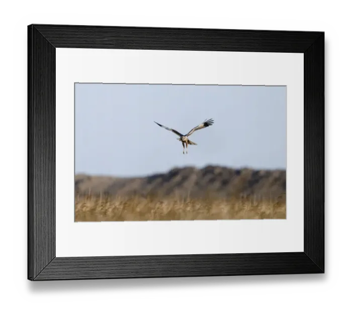 Framed Print : Marsh Harrier Circus aeruginosus male Cley Norfolk April Framed Print : Marsh Harrier Circus aeruginosus male Cley Norfolk April