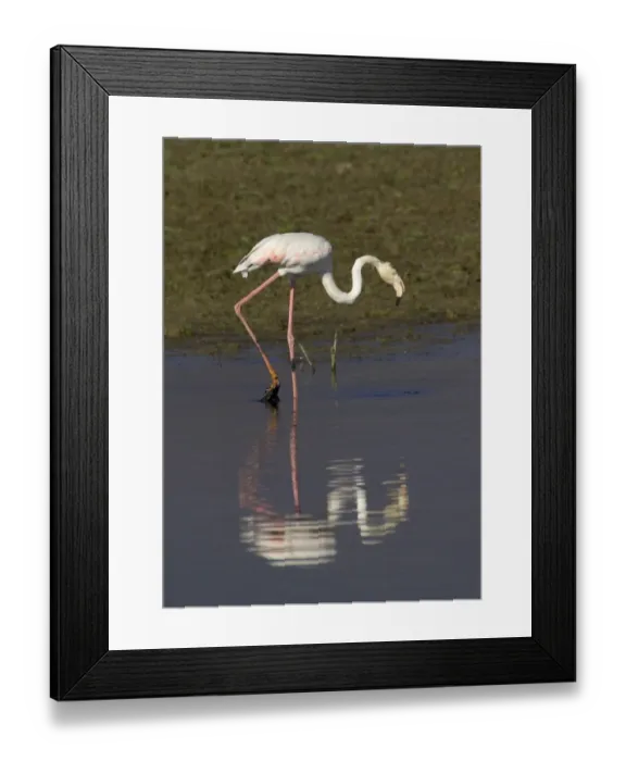 Framed Print : Greater Flamingo feeding, Lake Kerkini, Greece, January Framed Print : Greater Flamingo feeding, Lake Kerkini, Greece, January