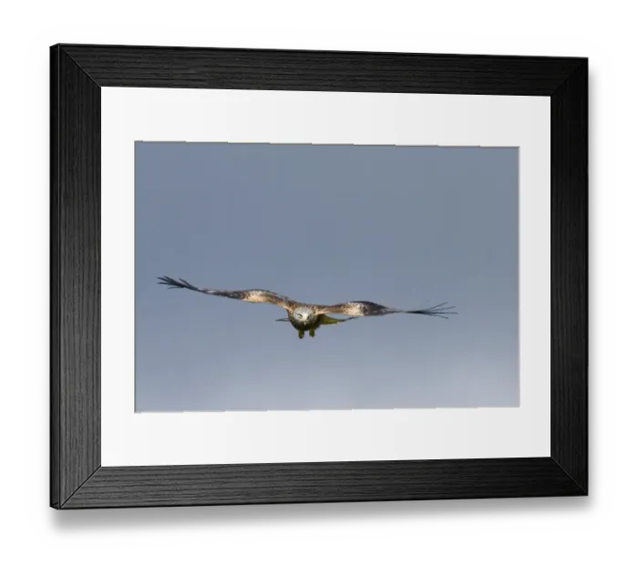 Framed Print : Red Kite Milvus milvus Mid Wales winter Framed Print : Red Kite Milvus milvus Mid Wales winter
