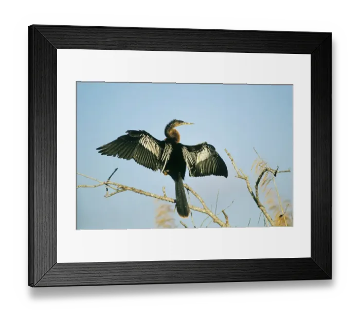Framed Print : Anhinga drying wings Florida Everglades USA Framed Print : Anhinga drying wings Florida Everglades USA