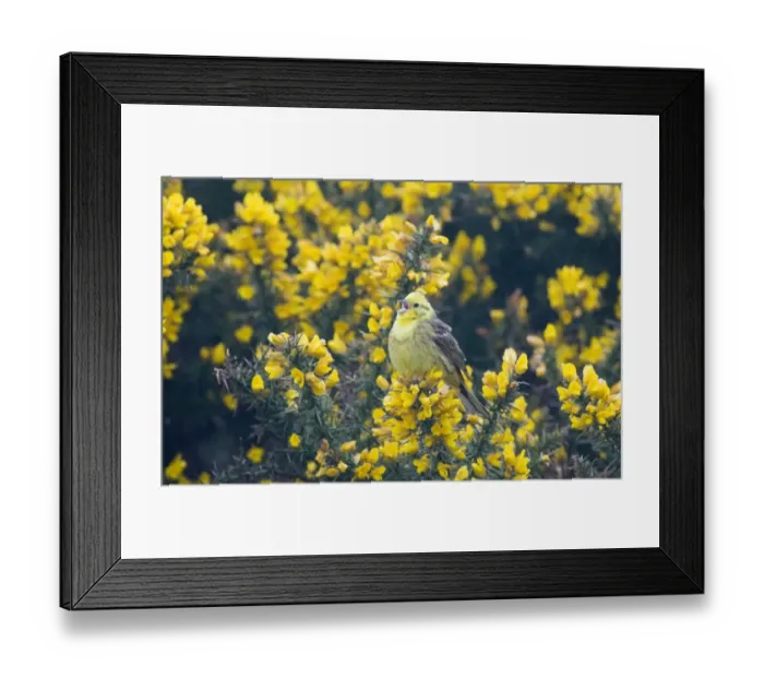 Framed Print : Yellowhammer Emberiza citrinella in song Norfolk April Framed Print : Yellowhammer Emberiza citrinella in song Norfolk April