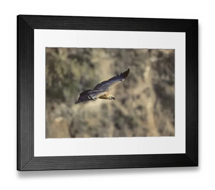 Framed Print : Griffon Vulture Israel