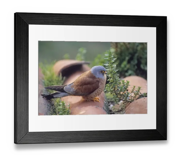 Framed Print : Lesser Kestrel Falco naumanni male at breeding colony Spain spring Framed Print : Lesser Kestrel Falco naumanni male at breeding colony Spain spring