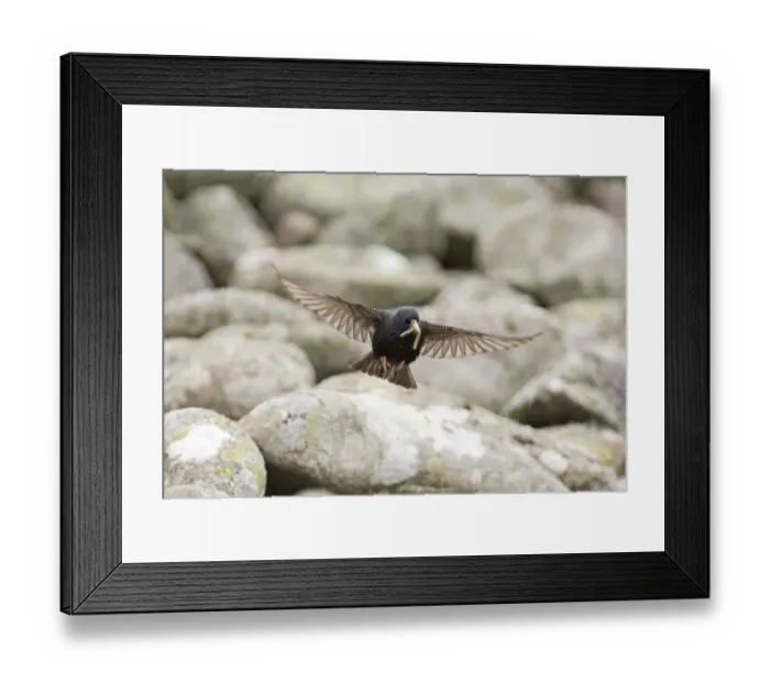 Framed Print : Starling Sturnus vulgarus arriving at nest UK summer Framed Print : Starling Sturnus vulgarus arriving at nest UK summer