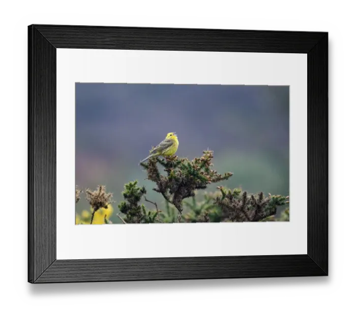 Framed Print : Yellowhammer Emberiza citrinella in song Norfolk April Framed Print : Yellowhammer Emberiza citrinella in song Norfolk April