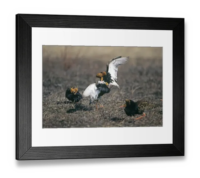 Framed Print : Ruff Philomachus pugnax males fighting on lek Finland May