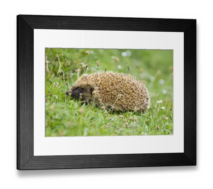 Framed Print : Hedgehog in garden UK summer Framed Print : Hedgehog in garden UK summer