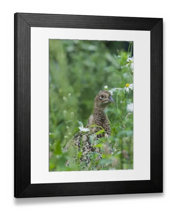 Framed Print : Pheasant Phasianus colchius female Sussex summer Framed Print : Pheasant Phasianus colchius female Sussex summer