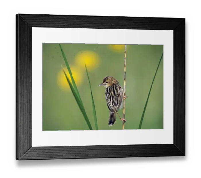 Framed Print : Fan-tailed Warbler Cisticola juncidis Lesbos Greece spring Framed Print : Fan-tailed Warbler Cisticola juncidis Lesbos Greece spring