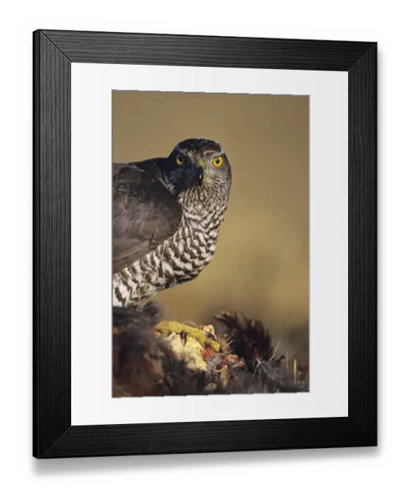 Framed Print : Goshawk on prey Scotland Framed Print : Goshawk on prey Scotland