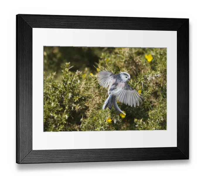Framed Print : Long-tailed Tit Aegithalos caudatus Norfolk April Framed Print : Long-tailed Tit Aegithalos caudatus Norfolk April