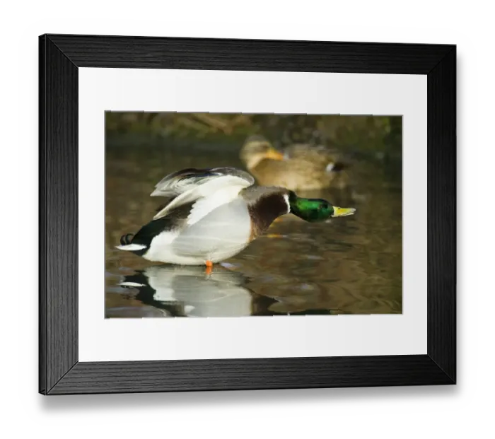 Framed Print : Mallard Anas platyrhynchos male wing stretching UK winter Framed Print : Mallard Anas platyrhynchos male wing stretching UK winter