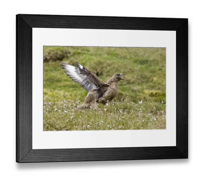 Framed Print : Great Skua Stercorarius skua on nest among bog cotton with mate displaying on Hermaness Framed Print : Great Skua Stercorarius skua on nest among bog cotton with mate displaying on Hermaness