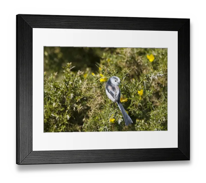 Framed Print : Long-tailed Tit Aegithalos caudatus Norfolk April Framed Print : Long-tailed Tit Aegithalos caudatus Norfolk April