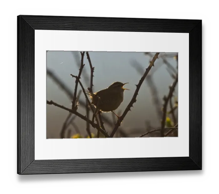 Framed Print : Wren Troglodytes troglodytes in song at dawn Norfolk April Framed Print : Wren Troglodytes troglodytes in song at dawn Norfolk April