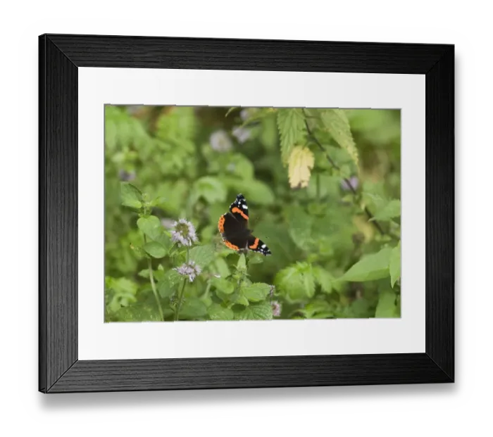 Framed Print : Red Admiral Butterfly in garden UK summer Framed Print : Red Admiral Butterfly in garden UK summer